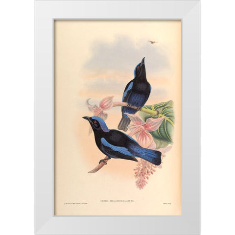 Irena Melanochlamys White Modern Wood Framed Art Print by CAG