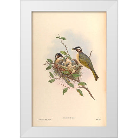 Ixus Sinensis White Modern Wood Framed Art Print by CAG