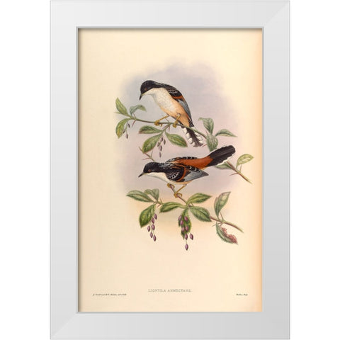 Lioptila Annectans White Modern Wood Framed Art Print by CAG