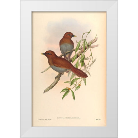 Garrulax Poecilorhyncha White Modern Wood Framed Art Print by CAG