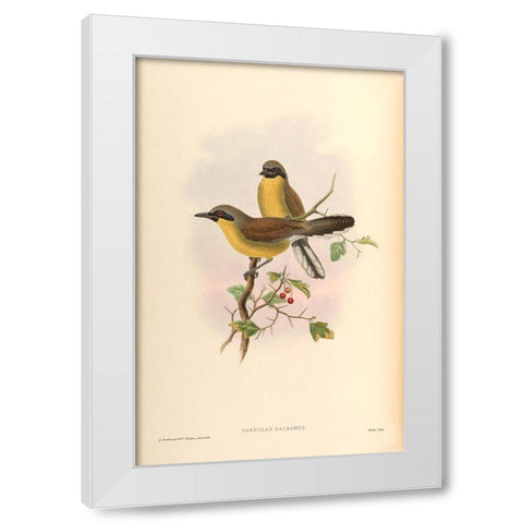 Garrulax Galbanus White Modern Wood Framed Art Print by CAG