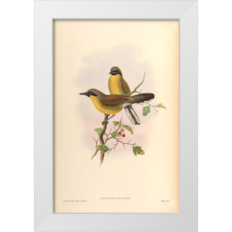 Garrulax Galbanus White Modern Wood Framed Art Print by CAG