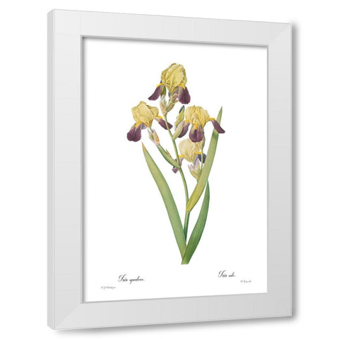 Iris squalens White Modern Wood Framed Art Print by CAG