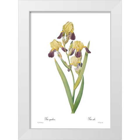 Iris squalens White Modern Wood Framed Art Print by CAG