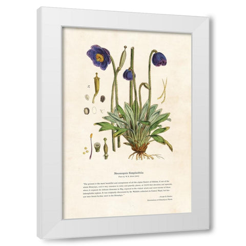 Himalayan Plants - Meconopsis simplicifolia White Modern Wood Framed Art Print by CAG