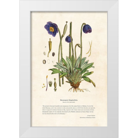 Himalayan Plants - Meconopsis simplicifolia White Modern Wood Framed Art Print by CAG