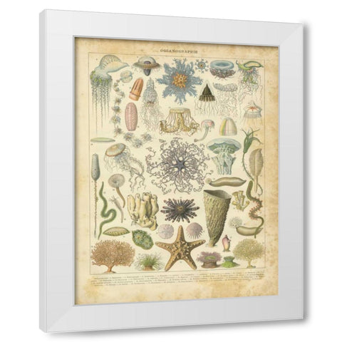 Oceanographie White Modern Wood Framed Art Print by Babbitt, Gwendolyn
