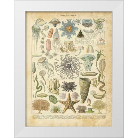 Oceanographie White Modern Wood Framed Art Print by Babbitt, Gwendolyn