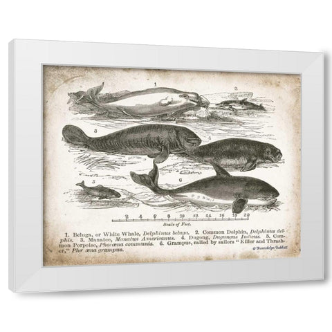 Antique Whales I White Modern Wood Framed Art Print by Babbitt, Gwendolyn