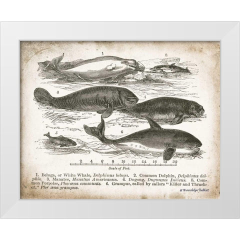 Antique Whales I White Modern Wood Framed Art Print by Babbitt, Gwendolyn