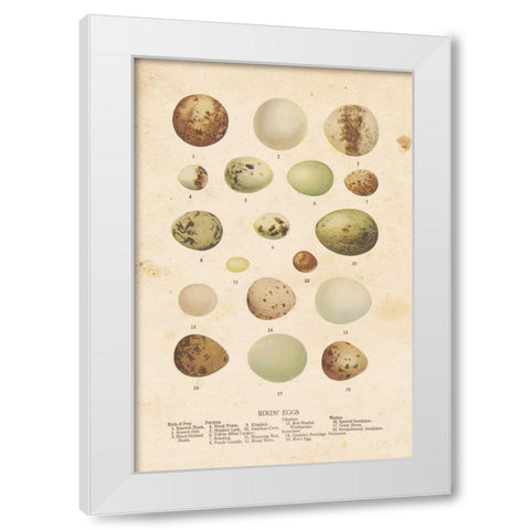 Birds Eggs II White Modern Wood Framed Art Print by Babbitt, Gwendolyn