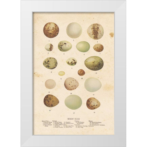Birds Eggs II White Modern Wood Framed Art Print by Babbitt, Gwendolyn