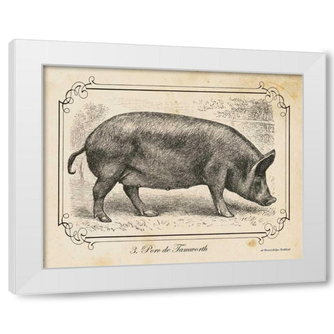 Farm Pig I White Modern Wood Framed Art Print by Babbitt, Gwendolyn