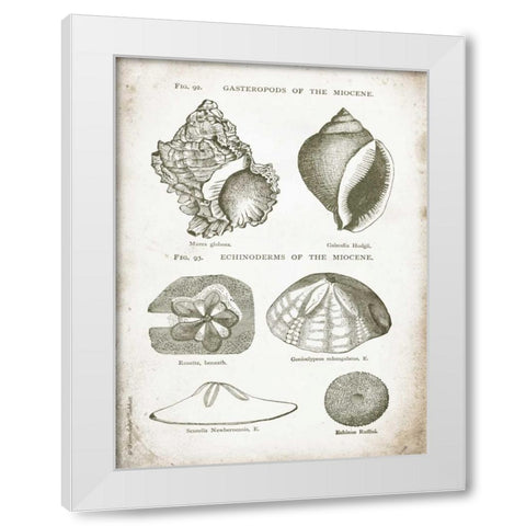 Vintage Shells I White Modern Wood Framed Art Print by Babbitt, Gwendolyn