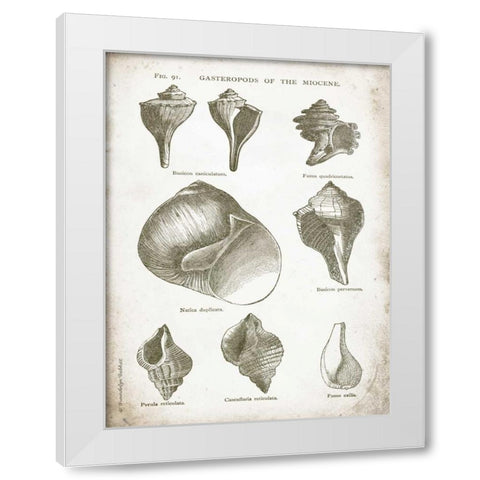Vintage Shells II White Modern Wood Framed Art Print by Babbitt, Gwendolyn