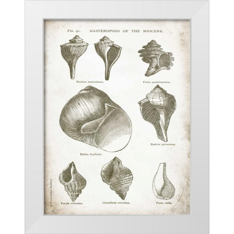 Vintage Shells II White Modern Wood Framed Art Print by Babbitt, Gwendolyn