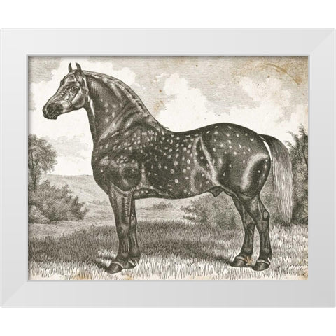 Horse Etching II White Modern Wood Framed Art Print by Babbitt, Gwendolyn