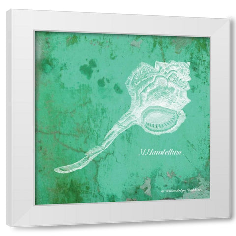 Caribbean Shell III White Modern Wood Framed Art Print by Babbitt, Gwendolyn