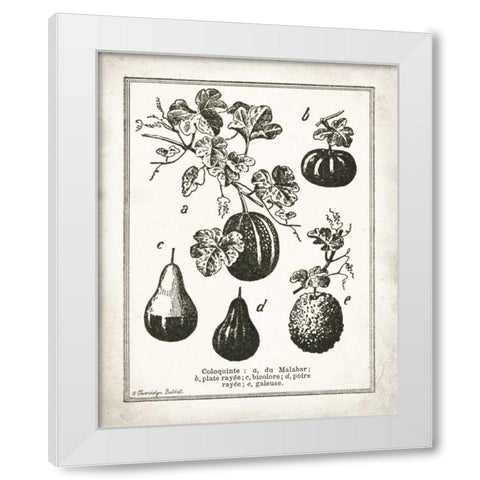 French Gourds White Modern Wood Framed Art Print by Babbitt, Gwendolyn