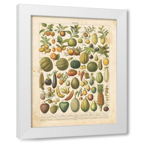 French Fruit Chart White Modern Wood Framed Art Print by Babbitt, Gwendolyn