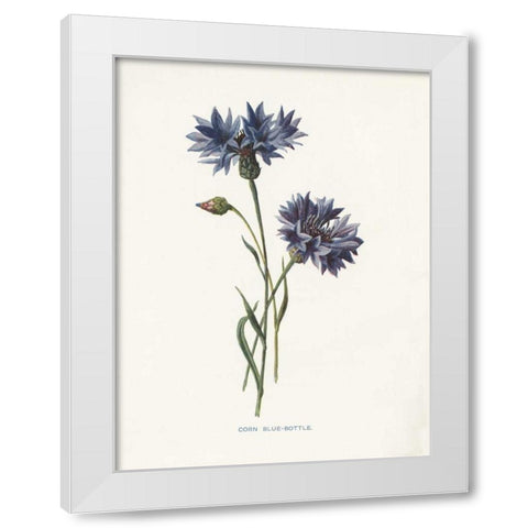 Corn Blue-Bottle White Modern Wood Framed Art Print by Babbitt, Gwendolyn