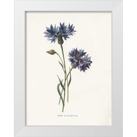 Corn Blue-Bottle White Modern Wood Framed Art Print by Babbitt, Gwendolyn