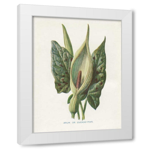 Green Arum White Modern Wood Framed Art Print by Babbitt, Gwendolyn