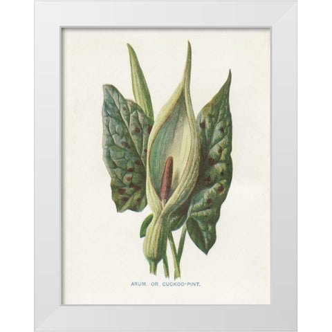 Green Arum White Modern Wood Framed Art Print by Babbitt, Gwendolyn