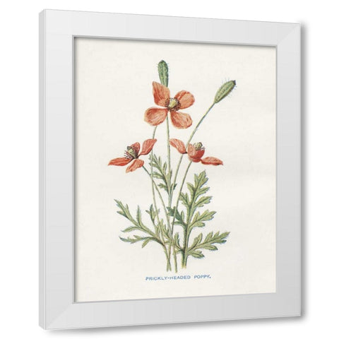 Prickly Headed Poppy White Modern Wood Framed Art Print by Babbitt, Gwendolyn