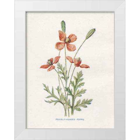 Prickly Headed Poppy White Modern Wood Framed Art Print by Babbitt, Gwendolyn