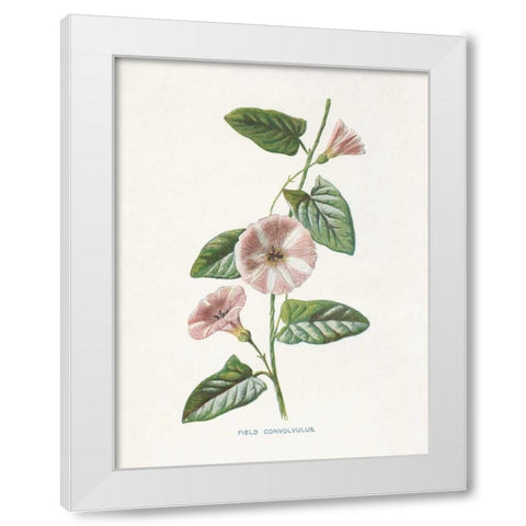 Field Convolvulus White Modern Wood Framed Art Print by Babbitt, Gwendolyn