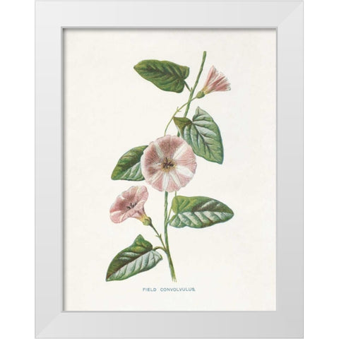 Field Convolvulus White Modern Wood Framed Art Print by Babbitt, Gwendolyn