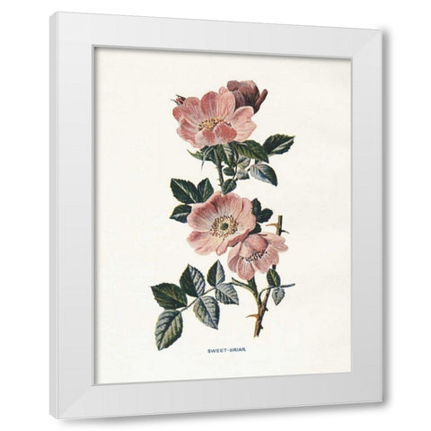 Sweet Briar White Modern Wood Framed Art Print by Babbitt, Gwendolyn