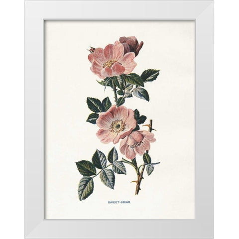 Sweet Briar White Modern Wood Framed Art Print by Babbitt, Gwendolyn