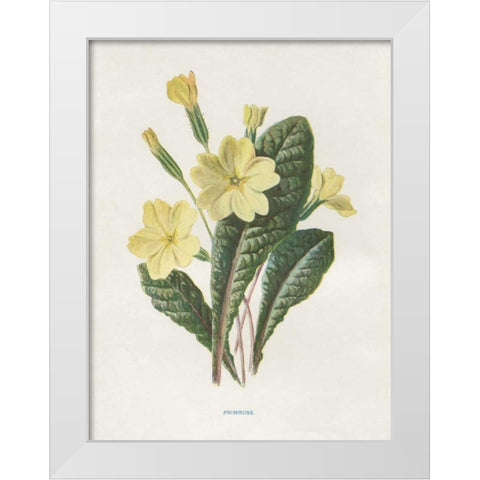 Primrose White Modern Wood Framed Art Print by Babbitt, Gwendolyn