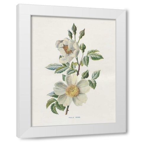 Field Rose White Modern Wood Framed Art Print by Babbitt, Gwendolyn