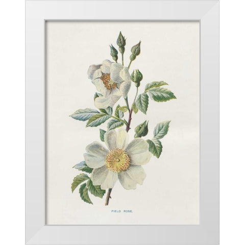 Field Rose White Modern Wood Framed Art Print by Babbitt, Gwendolyn