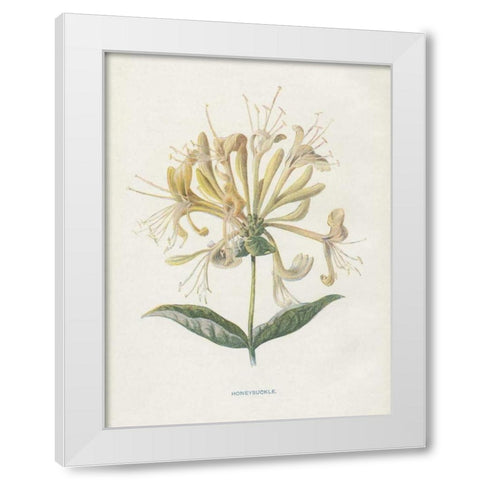 Honeysuckle White Modern Wood Framed Art Print by Babbitt, Gwendolyn