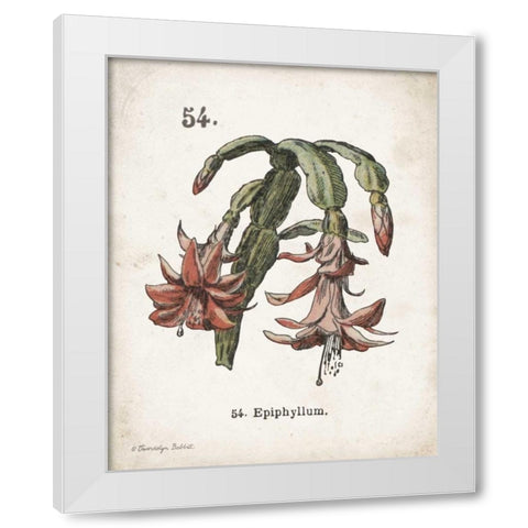 Cacti II White Modern Wood Framed Art Print by Babbitt, Gwendolyn