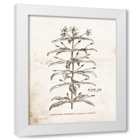 Flower Plate II White Modern Wood Framed Art Print by Babbitt, Gwendolyn