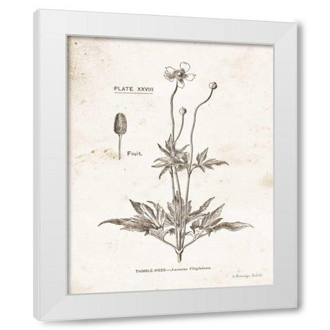 Flower Plate IV White Modern Wood Framed Art Print by Babbitt, Gwendolyn