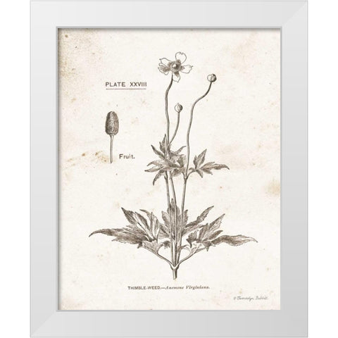 Flower Plate IV White Modern Wood Framed Art Print by Babbitt, Gwendolyn