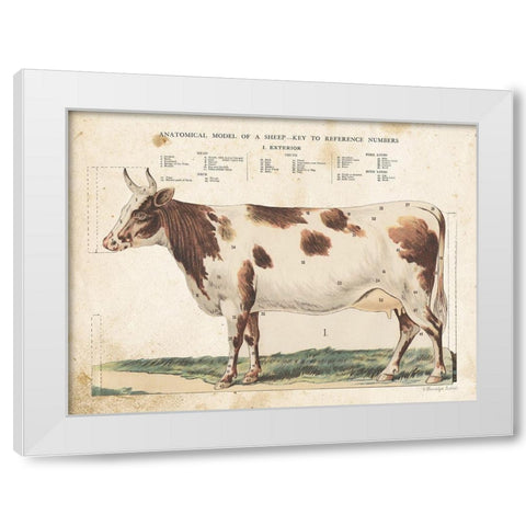 Anatomical Model Cow White Modern Wood Framed Art Print by Babbitt, Gwendolyn