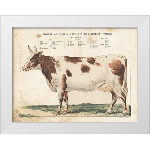Anatomical Model Cow White Modern Wood Framed Art Print by Babbitt, Gwendolyn