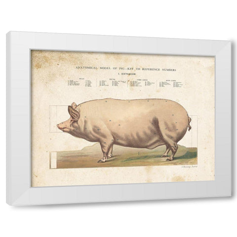 Anatomical Model Pig White Modern Wood Framed Art Print by Babbitt, Gwendolyn