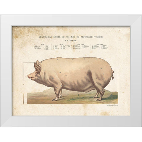 Anatomical Model Pig White Modern Wood Framed Art Print by Babbitt, Gwendolyn
