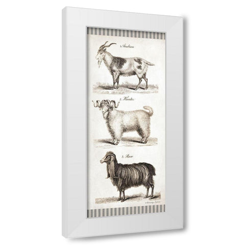 Goats White Modern Wood Framed Art Print by Babbitt, Gwendolyn