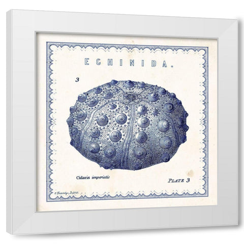 Sea Urchin III White Modern Wood Framed Art Print by Babbitt, Gwendolyn