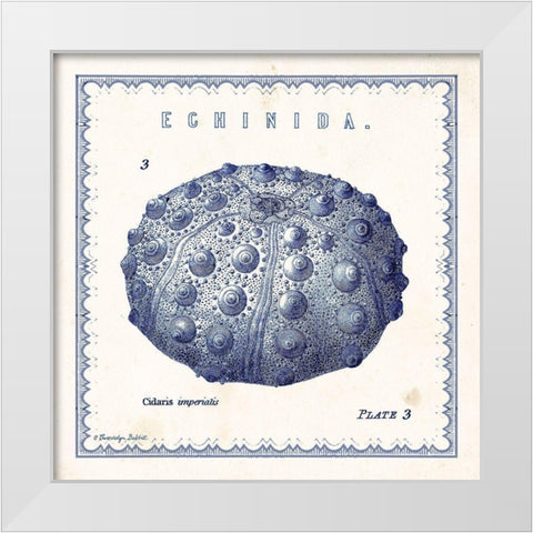 Sea Urchin III White Modern Wood Framed Art Print by Babbitt, Gwendolyn
