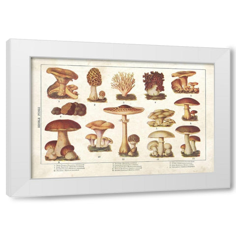 Mushroom Chart II White Modern Wood Framed Art Print by Babbitt, Gwendolyn